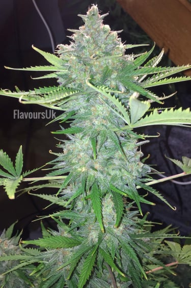 Instagram Girl Scout Cookies Auto