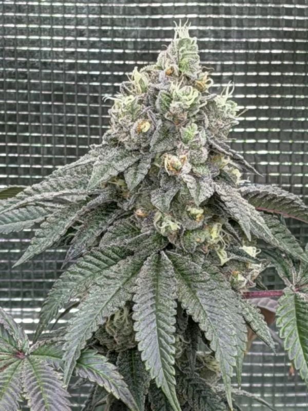 FEM | Garlic Mint Sherbet™