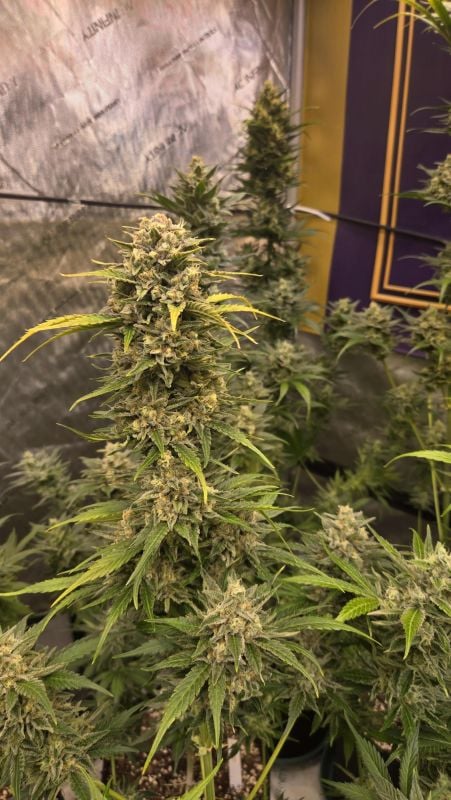 Instagram Banana Frost Auto