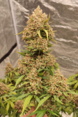 Instagram Purple Punch Auto
