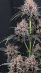 Instagram Mango Cherry Runtz Auto™