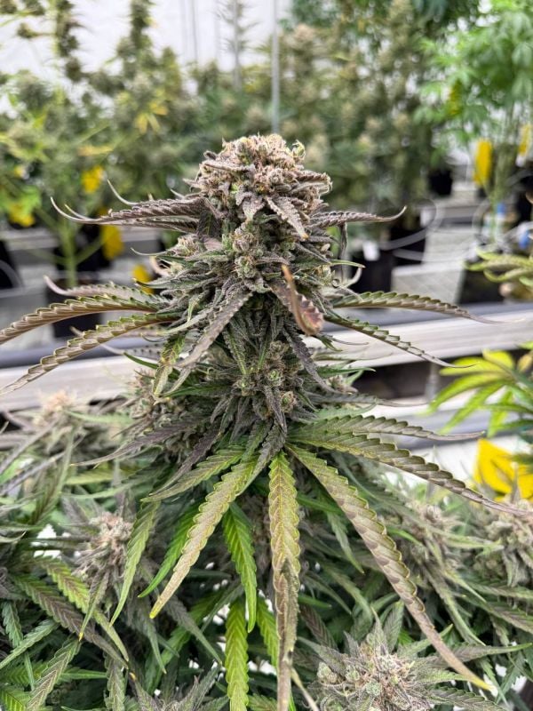 Instagram Blueberry Auto