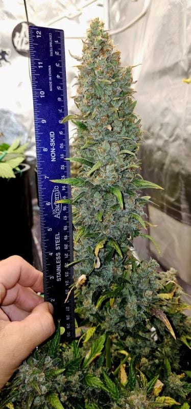 Instagram Mendo Cherry Cookies Auto
