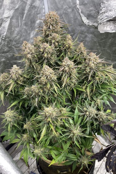 Instagram Lemon AK Auto