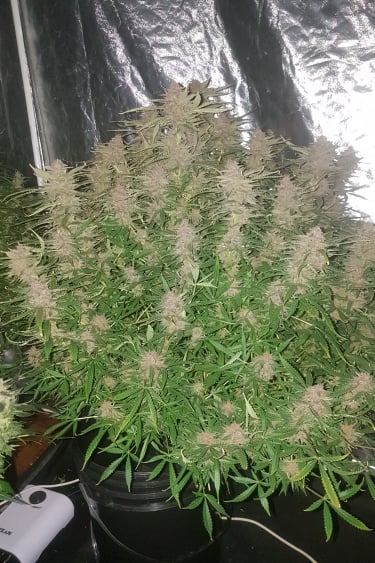 Instagram Stardawg Auto