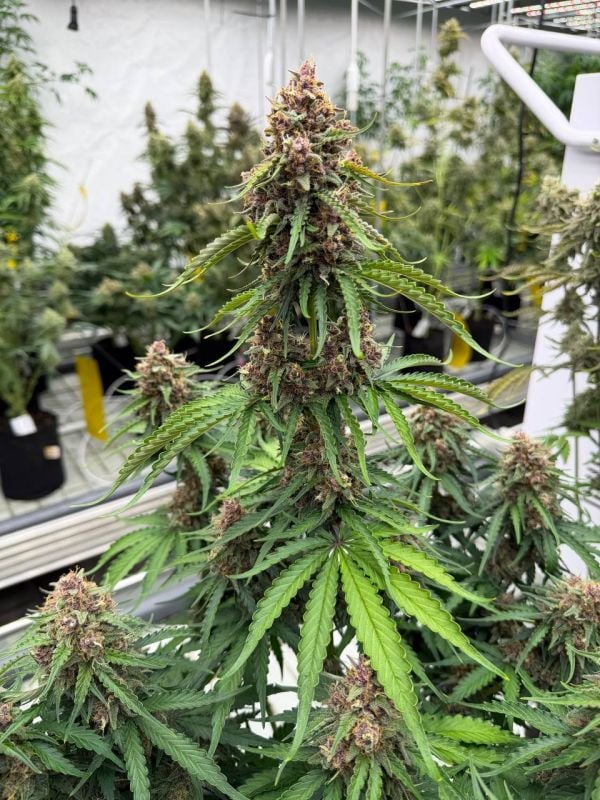 Instagram Afghan Kush Auto