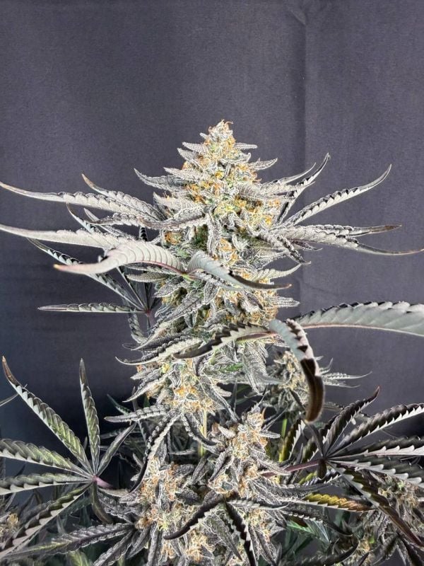 Instagram Cheese Auto