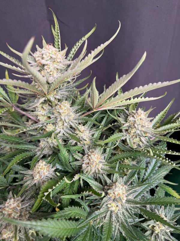 Instagram White Widow Auto