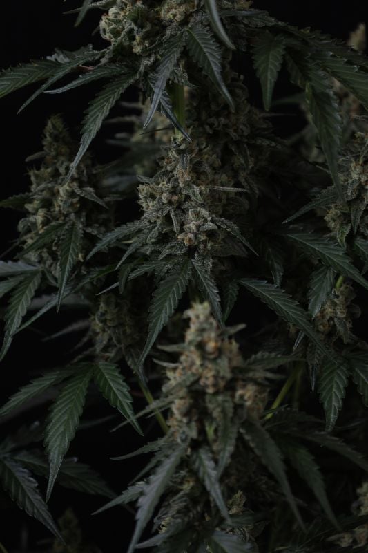 Instagram Banana Cherry Cookies Auto