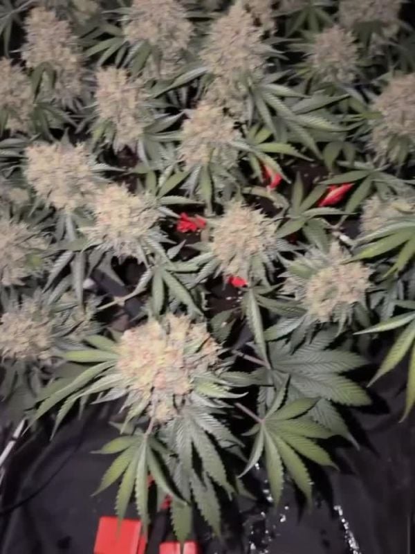 Gorilla Z Auto @420greengrowlab IG 2