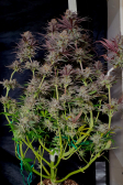 Instagram Gorilla Cookies FF