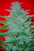 Instagram Gelato Auto