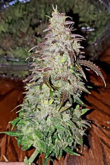 Instagram Skunk Auto