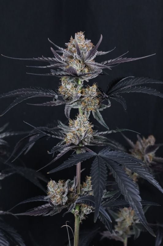 Instagram Guava Runtz Auto