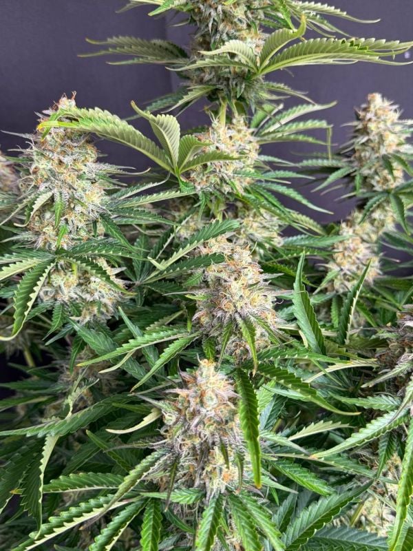 Instagram Moby Dick Auto