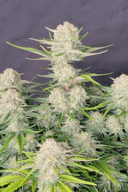 Instagram Strong Strains Trial Pack