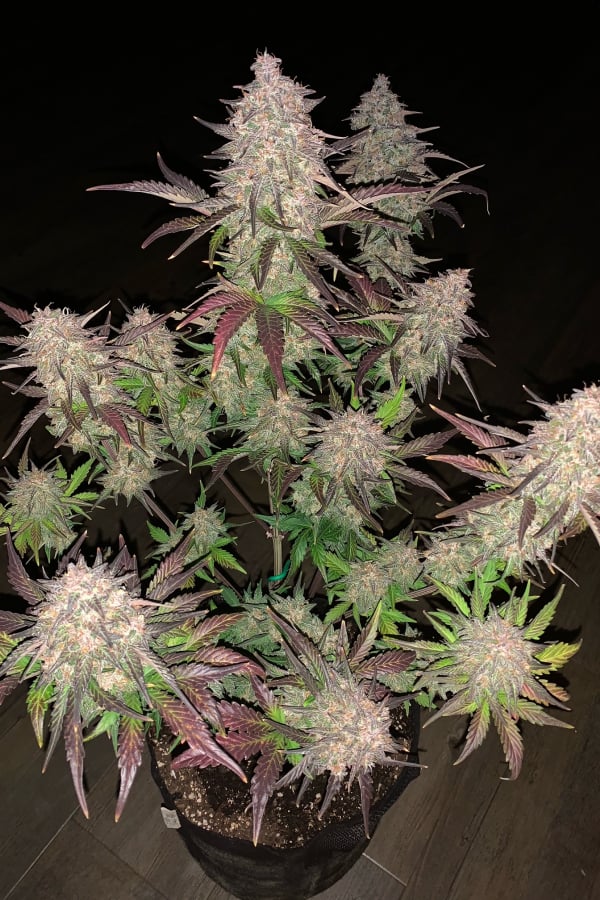 Instagram AUTO | Lemon Pie Auto