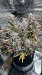 Instagram Strawberry Gorilla Auto