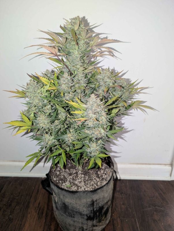 Instagram Super Boof Auto