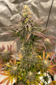 Instagram Gorilla Cookies FF