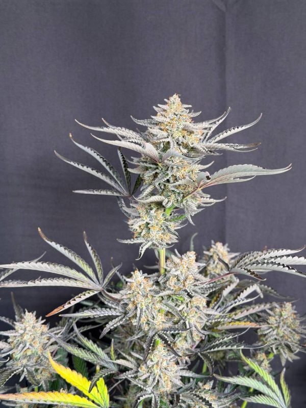 Instagram Cheese Auto