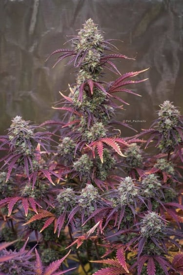 Instagram Mimosa Cake Auto