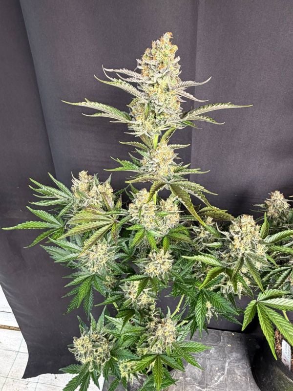 Instagram Skunk Auto