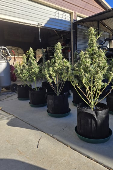 Instagram Super Boof Auto