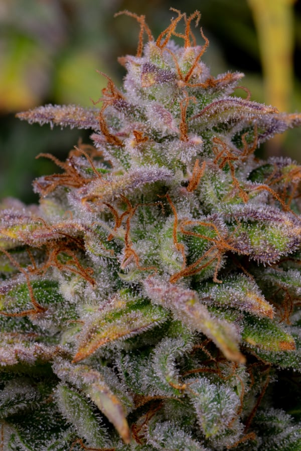 Buy Amnesia Zkittlez Auto Cannabis Seeds | Fast Buds