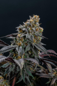 Instagram Lemon Cherry Runtz™