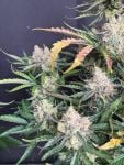 Instagram Big Bud Auto