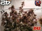 Instagram Z42™