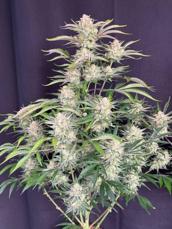 Instagram Sour Diesel Auto