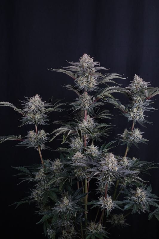 Instagram Mendo Frost Auto