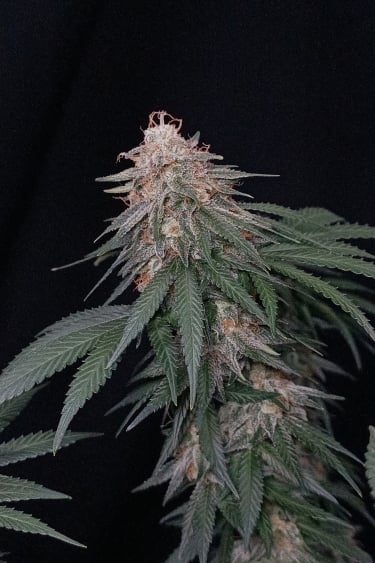 Instagram Orange Sherbet FF