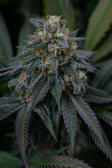 Instagram Lemon Cherry Runtz™