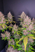 Instagram LSD-25 Auto