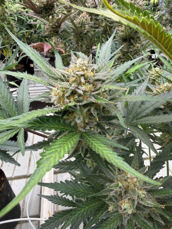 Instagram Chemdawg Auto