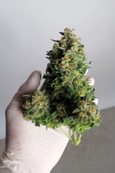 Instagram Girl Scout Cookies Auto