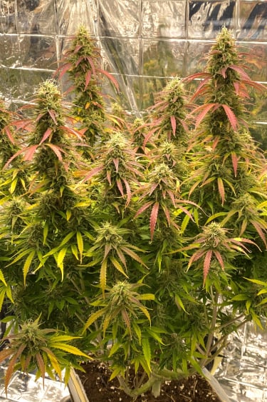 Instagram Forbidden Runtz Auto