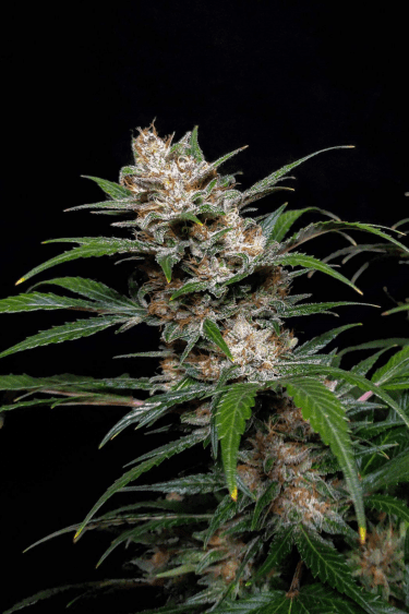 Instagram Pineapple Express Auto