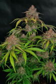 Instagram Gorilla Punch Auto