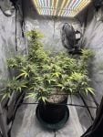 Instagram Blueberry Auto