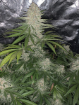 Instagram Strawberry Pie Auto