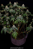Instagram Sour Jealousy Auto™