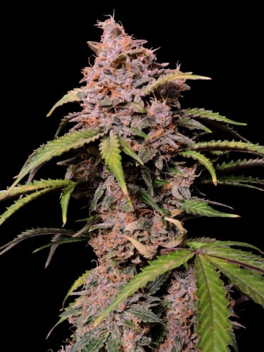 Instagram Amnesia Z Auto