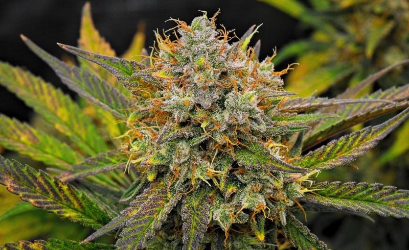 AUTO | Guava Runtz Auto™
