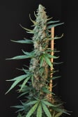 Instagram White Widow Auto