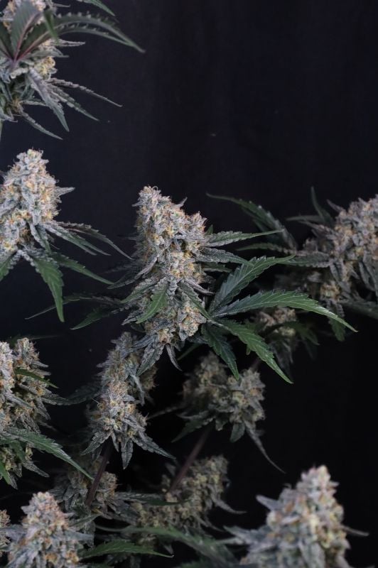 Instagram Guava Sundae Auto