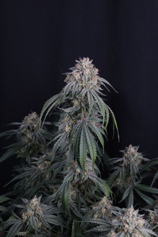Instagram Garlic Mint Sherbet Auto